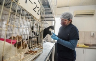 Muratpaşa’da 2021 yılında 368 hayvan sahiplendirildi