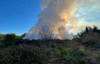 Ormanlık alan yakınında bulunan çöplükten çıkan...