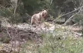 Ormanlık alanda karşılarına çıkan ayıyla neye...
