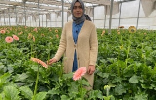 Topraksız serada ürettiği gerbera çiçeğini yurt...