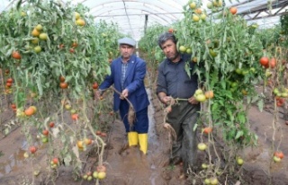 Üreticiler sel sonrası seralarda dezenfekte çalışmasına...