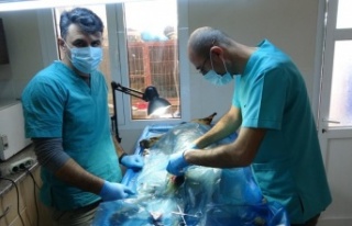 Veterinerler barınaklara teslim edilen yasaklı ırkları...