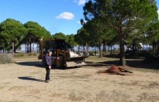 Vicdansızların vurarak öldürdüğü at sokak hayvanlarına...