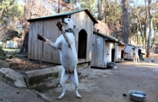 "Yasaklı tür" olan bin 663 adet köpek...
