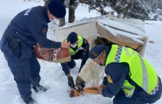 Zorlu hava şartlarında sokakta kalan hayvanlara...