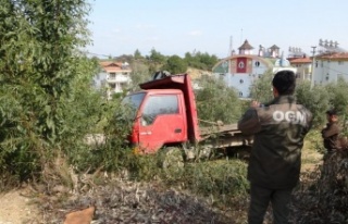 Ağaç katliamında kesilen ağaçları taşıyan...