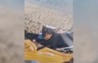 Alanya'da kaybolan Şila'dan güzel haber...