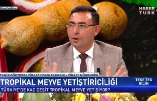 Alanya'nın tropikal ürünlerini ülke gündemine...