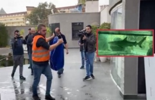 Alanya’daki köpek balığı yeni yaşam alanına...