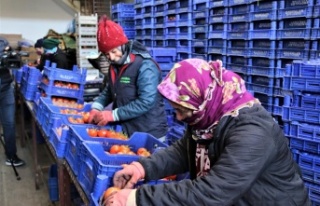 Antalya hallerinde işlem gören meyve Ocak ayında...