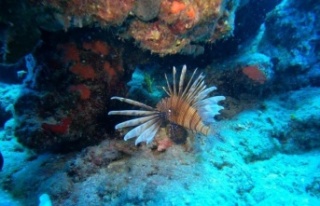 Antalya’da deniz suyu soğudu, istilacı balık...