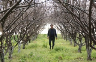 Antalya’da soğuk turfanda eriği vurdu, 5 bin TL’ye...