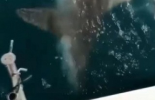 Balıkçıların dev köpek balığı şaşkınlığı