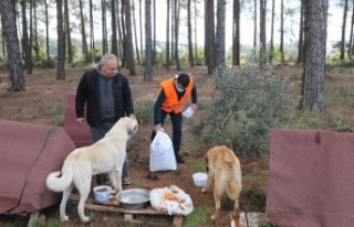 Belediye ekipleri sokak hayvanlarını elleriyle besledi