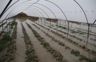 Çiçek seralarını sel ve hortum vurdu, sera demirleri...