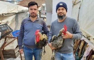 Denizli Horozu hobisinden para kazanıyor