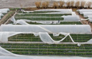 Hortumun vurduğu seralarda çitçinin hasar tamiri...