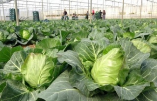 İhracata yeni bir ürün eklendi; Mini lahananın...