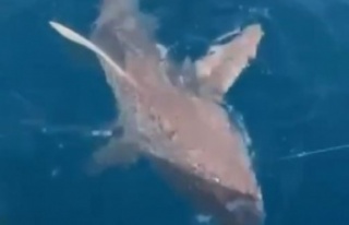 İki gün arayla ikinci dev köpek balığı oltasına...