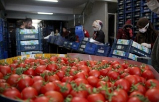 Isınan hava üretimi arttırdı fiyatlar düşmeye...