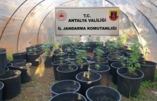 Jandarmadan uyuşturucu serasına baskın