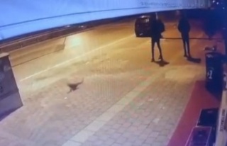 Kediyi tekmeleyerek metrelerce havaya uçurdular