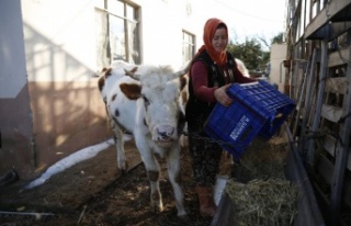 Konyaaltı’nda doludan zarar gören hayvancılara...