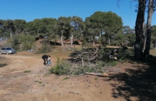 Kuruyan Çam ağacı canlı yayında yıkıldı, şans...