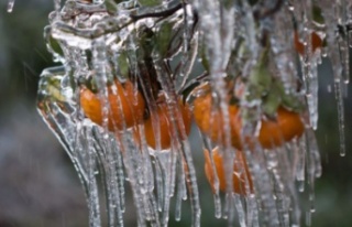 Meteoroloji’den zirai don uyarısı