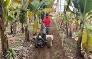 Muz seralarına yeni sezon hazırlık çalışmaları...