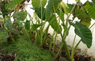 Muz üreticisi kilosu 10 TL’ye alıcı bulan gölevezi...