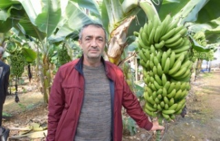 Seradan 8 TL'ye çıkan muz üreticinin yüzünü...