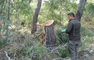 Sorgun Çamlığı'nda ağaç katliamı iddiası...