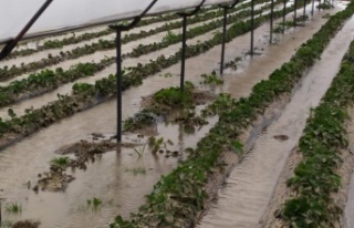 Taşan dereler, 55 dekar çilek serasını sular altında...