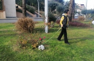 Tavşana tasma takıp refüjde otlattılar