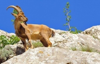 Yaban keçisi avlayan şahsa 64 bin TL para cezası