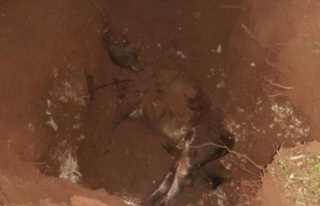 Yabani inek ve 8 aylık yavrusunu telef ettiler