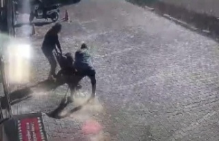 Yasaklı cins sokak köpeği, genç kadın ve köpeğine...