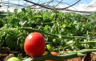 10 saniyelik hortum domates serasını yerle bir etti