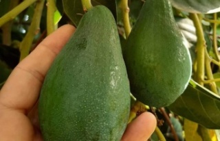 2030 yılına kadar avokado, muzdan sonra en çok...