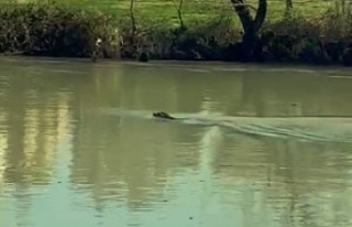 Akdeniz Foku, Manavgat Irmağı'nı mesken tuttu