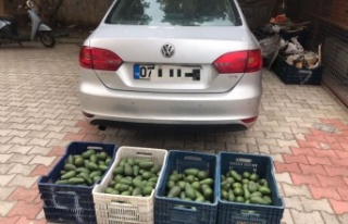 Alanya'da bahçeden 4 kasa avokado çalan hırsızlık...