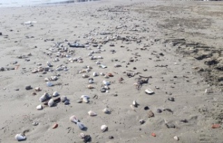 Alanya'da binlerce canlı salyangoz kıyıya...