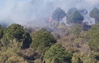 Alanya'da ormanlık alanda yangın