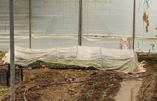 Alanya'da, sera içerisinde 243 kök kenevir...