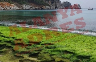 Alanya'nın Damlataş Plajında şaşırtan görüntüler