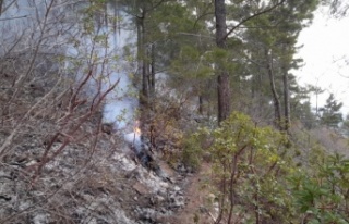 Alanya’da çalıları yakmak isteyen kadın yangın...