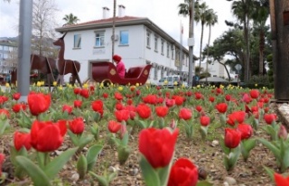 Baharın müjdecisi laleler çiçek açtı 