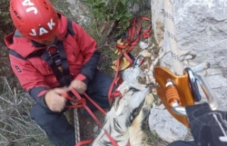 Kayalıklarda mahsur kalan hamile keçiye kurtarma...