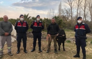 Kaybolan inek, jandarma tarafından bulunup sahibine...